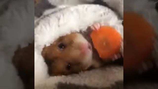 Миленький хомячок кушает :3 смотреть онлайн