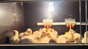 Апрельские будни на ферме! Сделали Узи коровам! Жизнь в деревне!