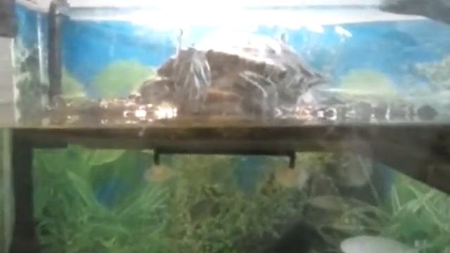 Trachemys scripta elegans (Tortuga de Orejas Rojas) - 3 años смотреть онлайн