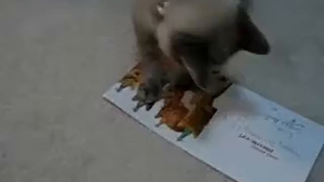 Кошака поздравили с днем рождения смотреть онлайн