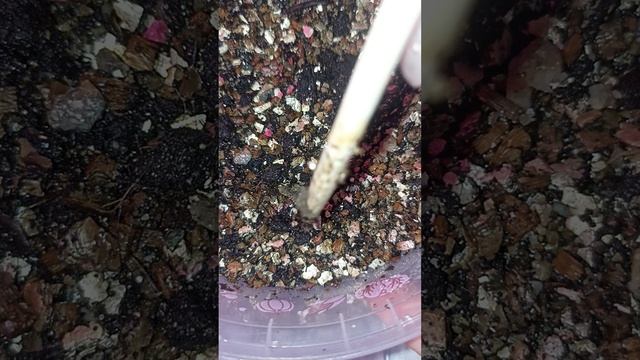 Адениум посадка