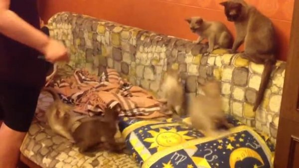 Котята бурмы