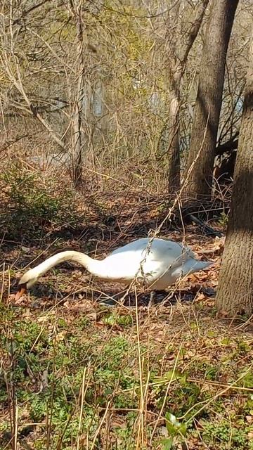 大天鹅！ смотреть онлайн