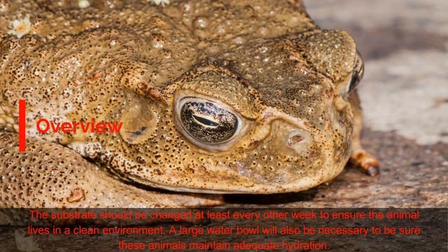 CANE TOAD #Rhinella marina смотреть онлайн