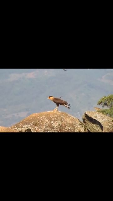 Carcará na pedra sob ataque смотреть онлайн