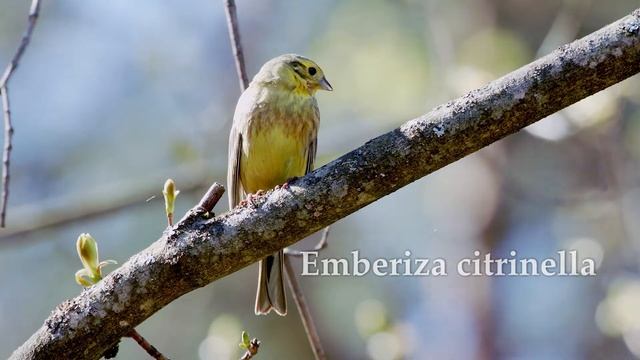 Emberiza citrinella смотреть онлайн