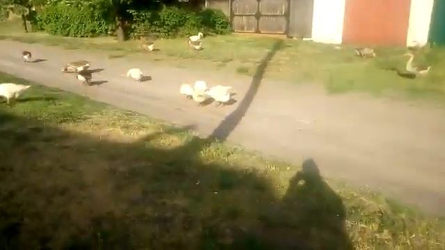 сезон открыт )гуси на траве ) смотреть онлайн