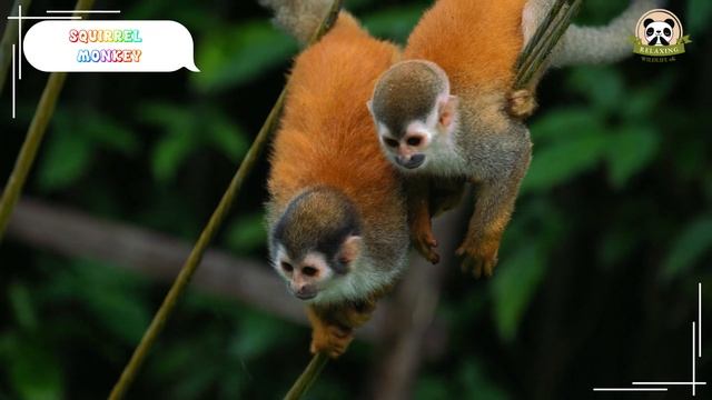 Funniest Animal Sounds In Nature: White Bear, Cat, Hippo, Duck, Leopard - Animal Sounds смотреть онлайн