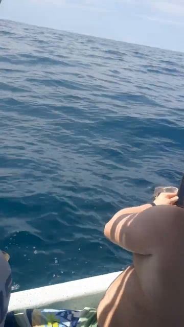 Apareamiento de Tortugas смотреть онлайн