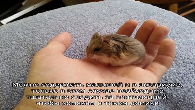 Представители карликовых хомячков смотреть онлайн