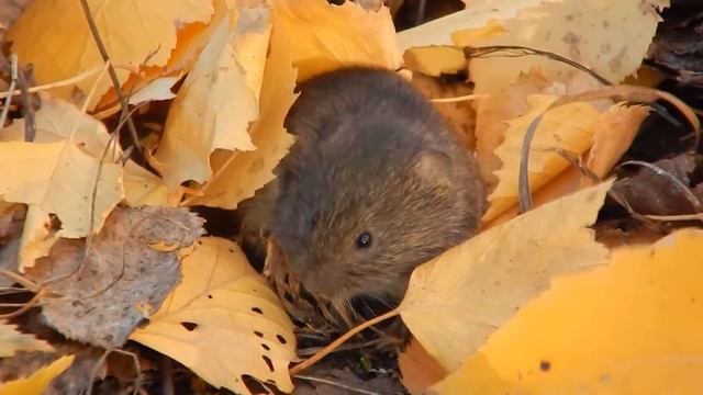 Common forest mouse / мышонок лесной обыкновенный смотреть онлайн
