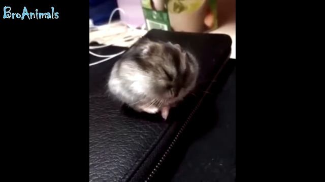 rr56rr СМЕШНЫЕ ХОМЯКИ FUNNY HAMSTERS, приколы с животными fun with animals смотреть онлайн