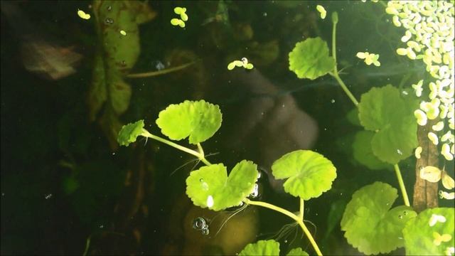 Golden cobra snakehead feeding 1080 HD смотреть онлайн