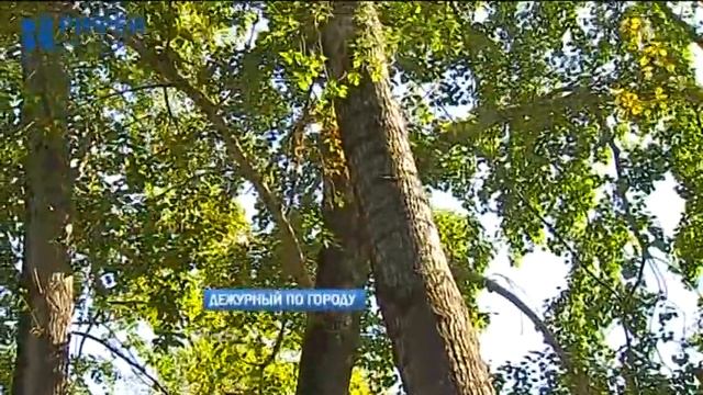 Дежурный по городу 22.08.2018 смотреть онлайн