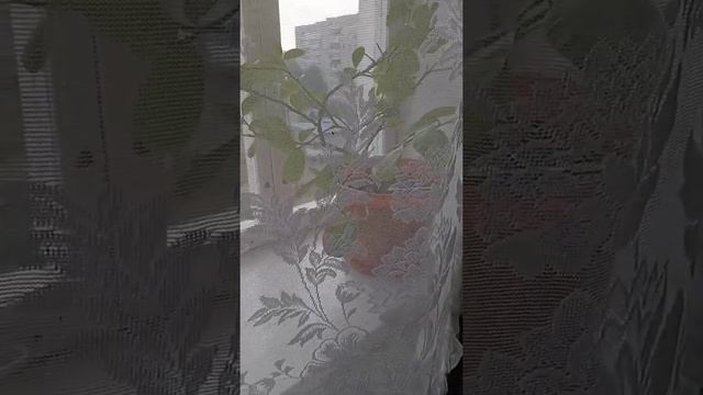 Ловили муху) #котиксаймон #кот #кошка #котики #смешныекотики смотреть онлайн