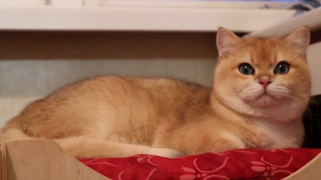 Любимчик ViTaS смотреть онлайн