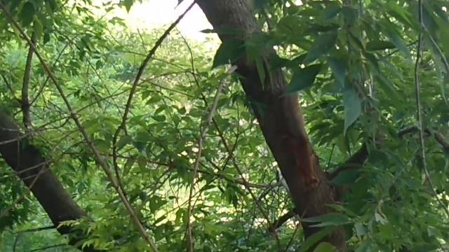 Чернышка выгнала другую белочку и спугнула голубя#2024#squirrel#animals#лето#белка смотреть онлайн
