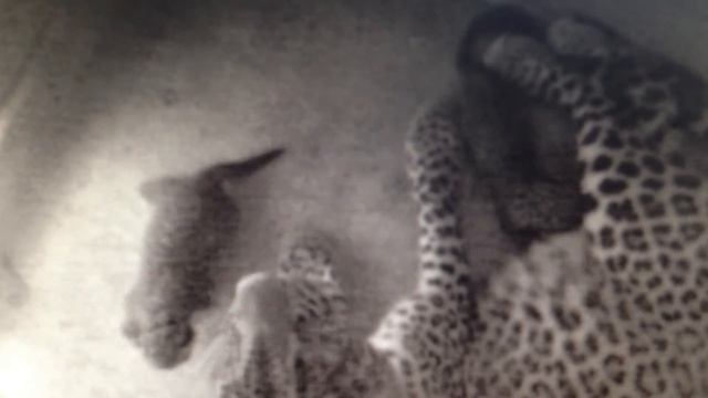 Birth of Persian Leopard Cubs Proves Success of the Sochi 2014 Environmental Program смотреть онлайн