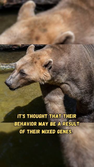 What happens when a Grizzly bear and Polar Bear have a baby? #shorts #bears смотреть онлайн