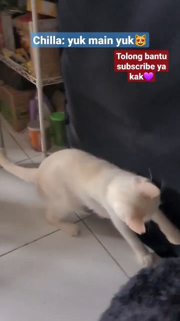#chilla #whitecat #catplaying #cutecat #munchkin #subscribe #fyp #youtube #shorts #catlover #cats смотреть онлайн