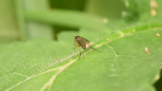 Slankpootvlieg Dolichopus plumipes, mannetje, poetsend смотреть онлайн
