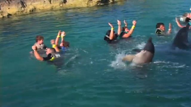 Dolphin Swim смотреть онлайн
