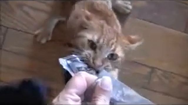 приколы про кошек и собак new смотреть онлайн