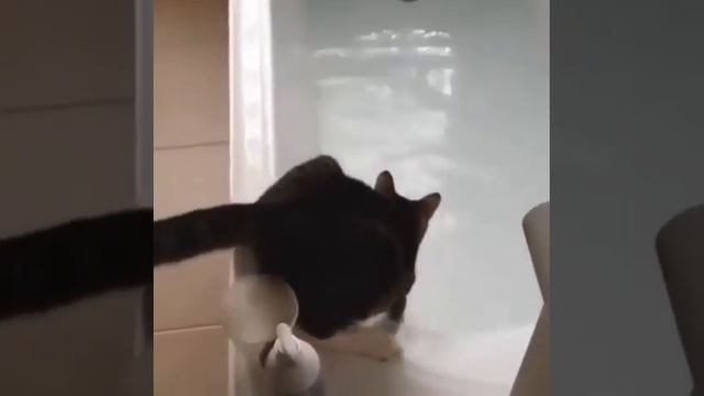 КОТ КУПАЕТСЯ В ВАННЕ смотреть онлайн