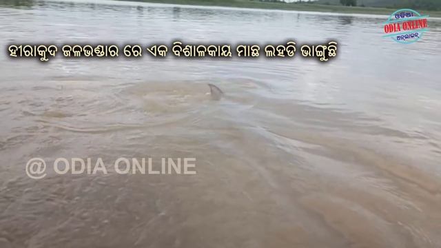 A large fish found in hirakud dam almost 1000 kgs // odia online смотреть онлайн
