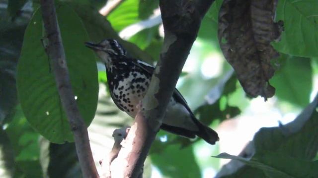 Ashy Thrush singing смотреть онлайн