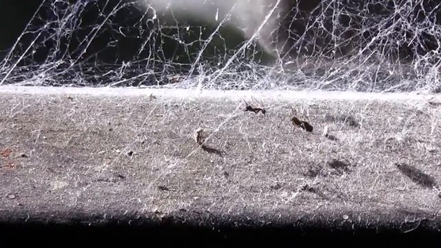 Ants stuck in a spider web смотреть онлайн