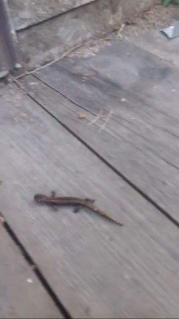 Дальневосточный ящер смотреть онлайн