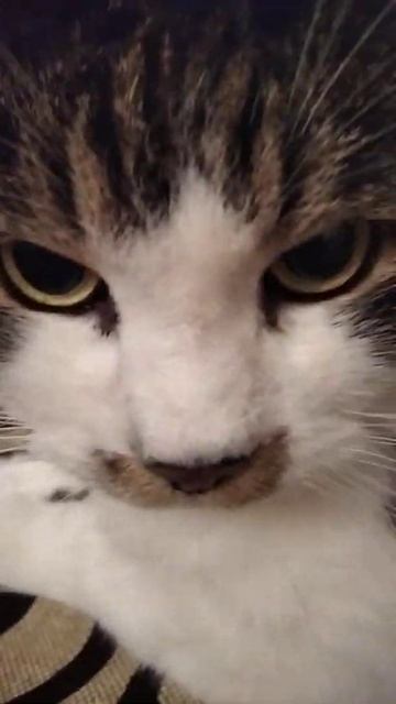 кот 16 лет смотреть онлайн