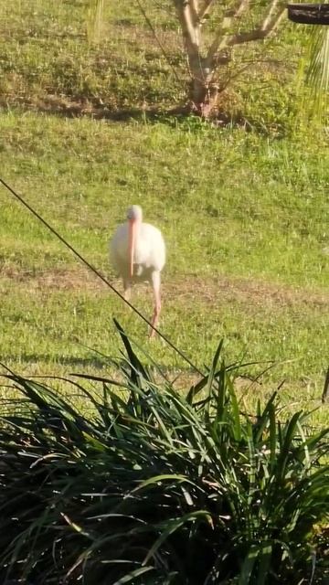 A White Ibis Walking Without 1 Foot #bird смотреть онлайн