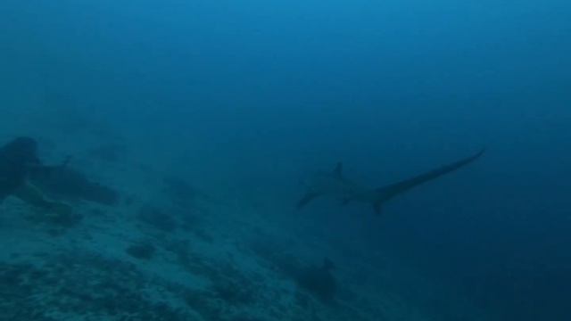 Thresher Shark 220530