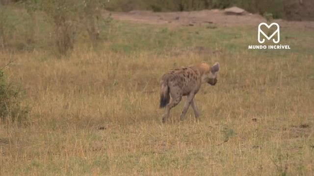 É POR ISSO QUE AS HIENAS COMEM OS ANIMAIS VIVOS смотреть онлайн
