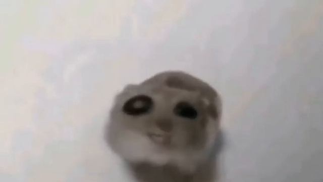 грустный хомяк gegagedigedagedago смотреть онлайн