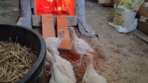 Индюшата хайбрид конвертер 24 дня