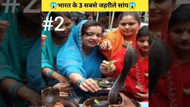 😱 भारत के 3 सबसे जहरीले सांप 😱@MRINDIANHACKER#trending #viral #shorts смотреть онлайн