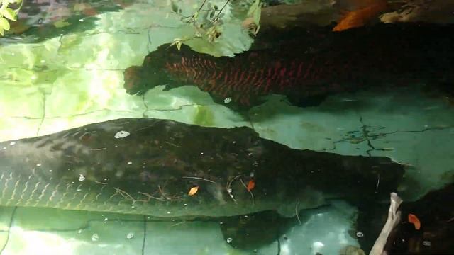 Arapaima Gigas In Fish Pond смотреть онлайн