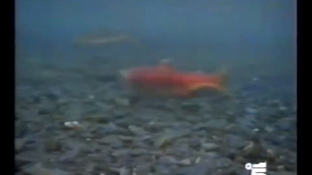 L’Odyssée sous-marine: la tragédie des saumons rouges "salmoni rossi, Alaska/USA" смотреть онлайн