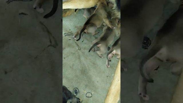 пит бульчики едят овчарку смотреть онлайн