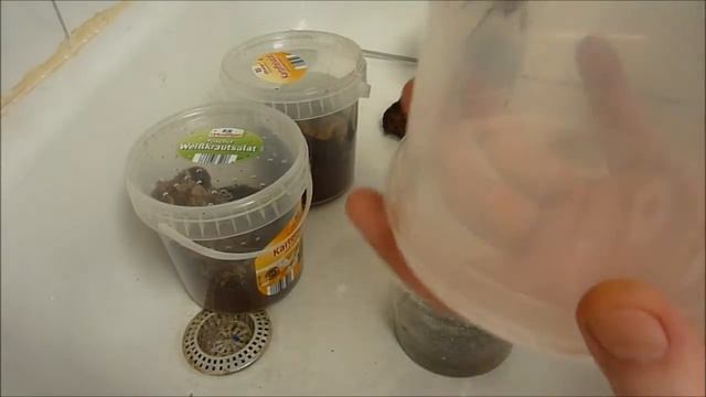 Rehouse Video: P. miranda & P. fasciata juveniles смотреть онлайн