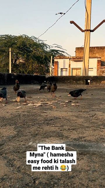 "The Bank Myna"#youtubeshorts #shorts #bankmyna #birdsvideography #wildlifevideography #birds #cut смотреть онлайн