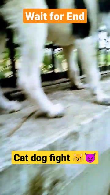 cat dog fight 😈🐯👍#shorts #shortsvideo #dogcatlove #dogcatfight #viral #viralshort #trending #trend смотреть онлайн