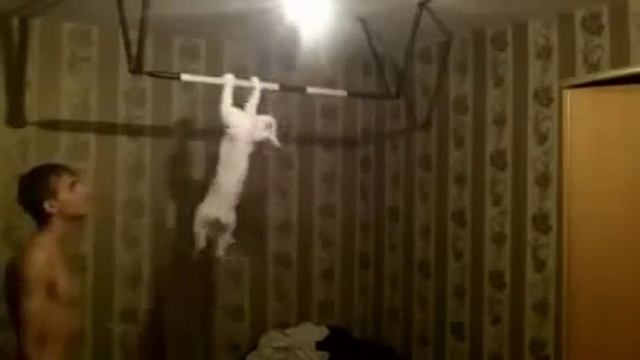 Кот приколист смотреть онлайн