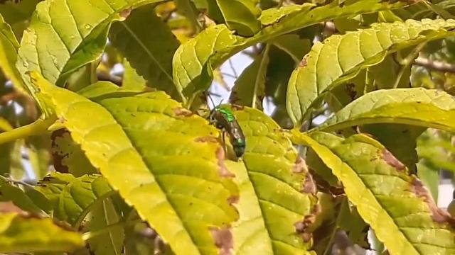 Abelha da família Halictidae смотреть онлайн