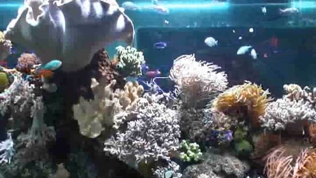 Fische im Hotel Nautilus® auf Rügen смотреть онлайн