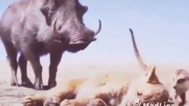 timon pumba 2 rigolo смотреть онлайн