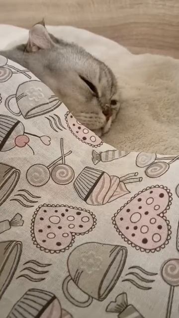 Котик спит🐱💤 Всем спокойной ночи!😘 смотреть онлайн